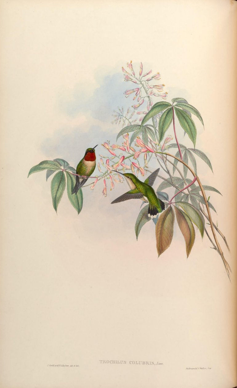 Trochilus colubris = Archilochus colubris tekijältä John Gould