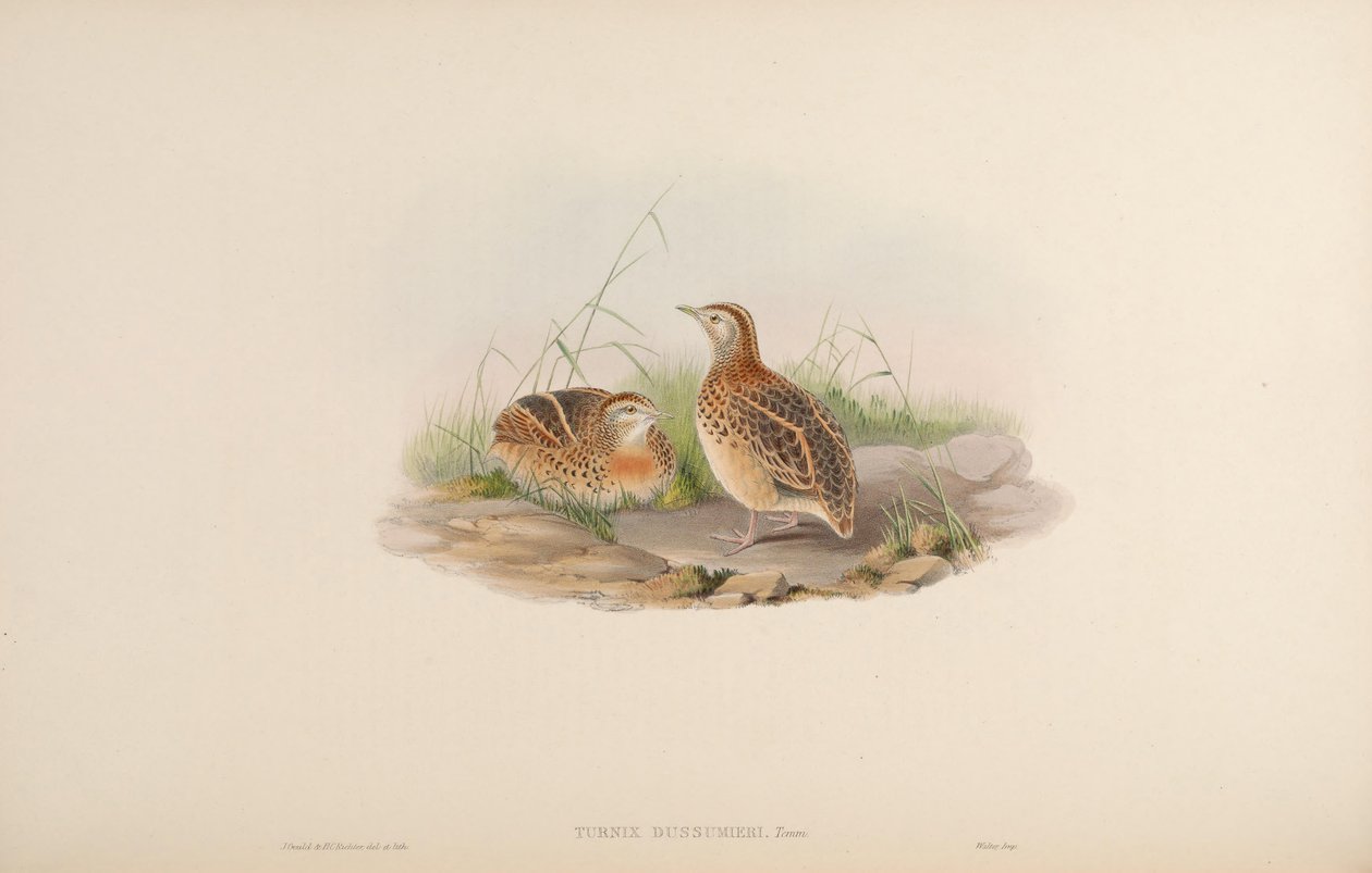 Turnix dussumieri = Turnix sylvaticus dussumier [2] tekijältä John Gould