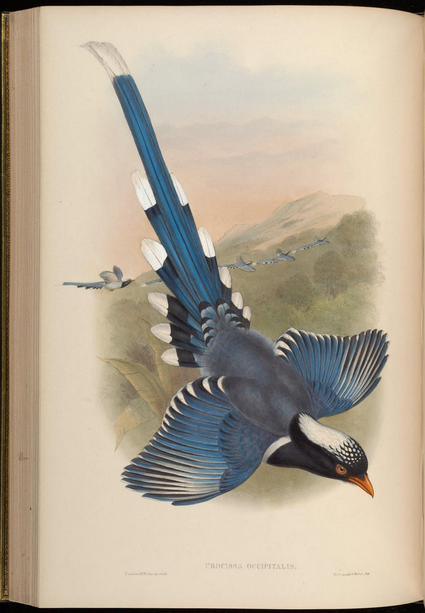 Urocissa occipitalis = Urocissa erythroryncha occipitalis tekijältä John Gould