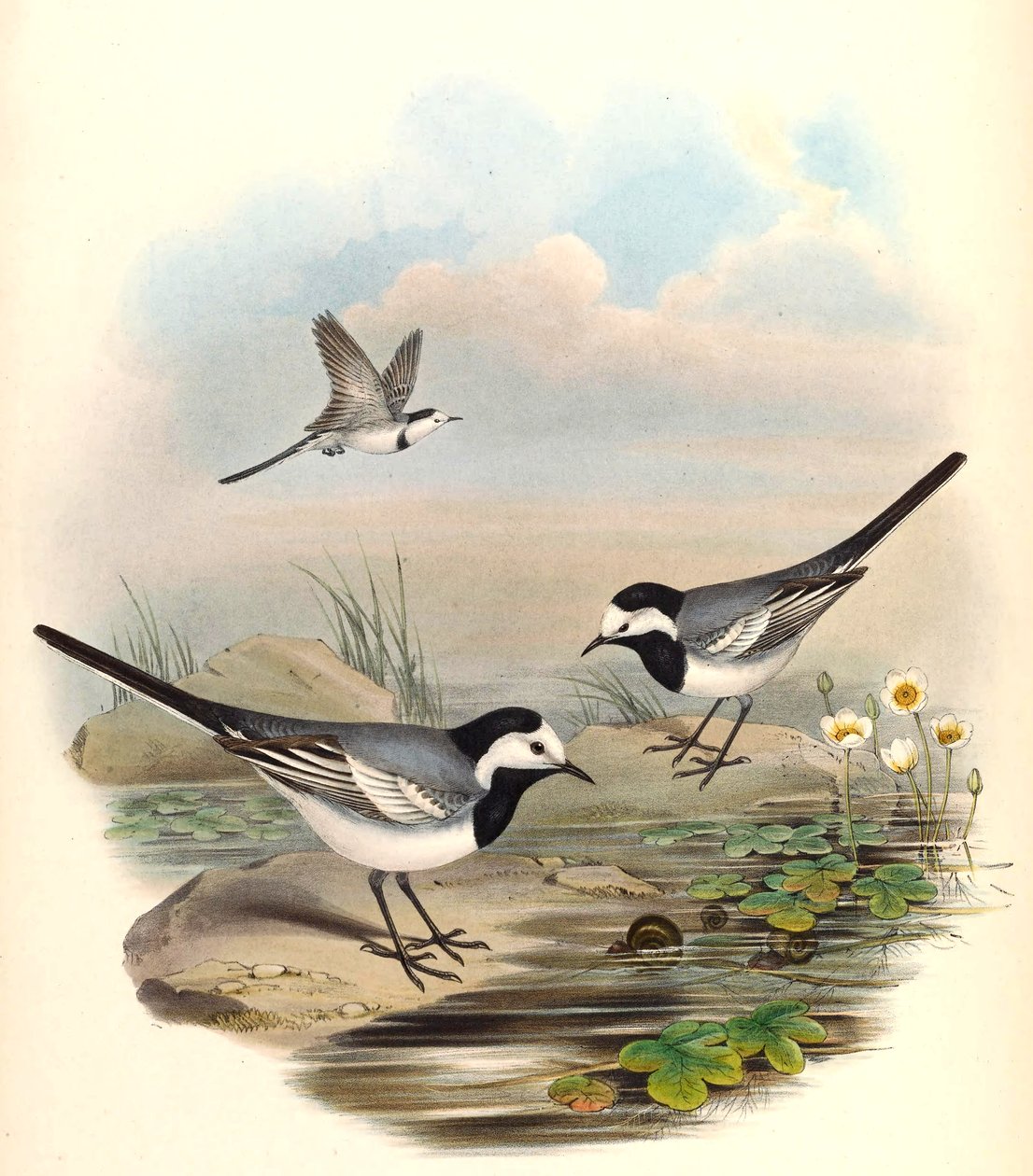 Valkoinen Wagtail (Pied Wagtail) Motacilla alba Linnaeus tekijältä John Gould