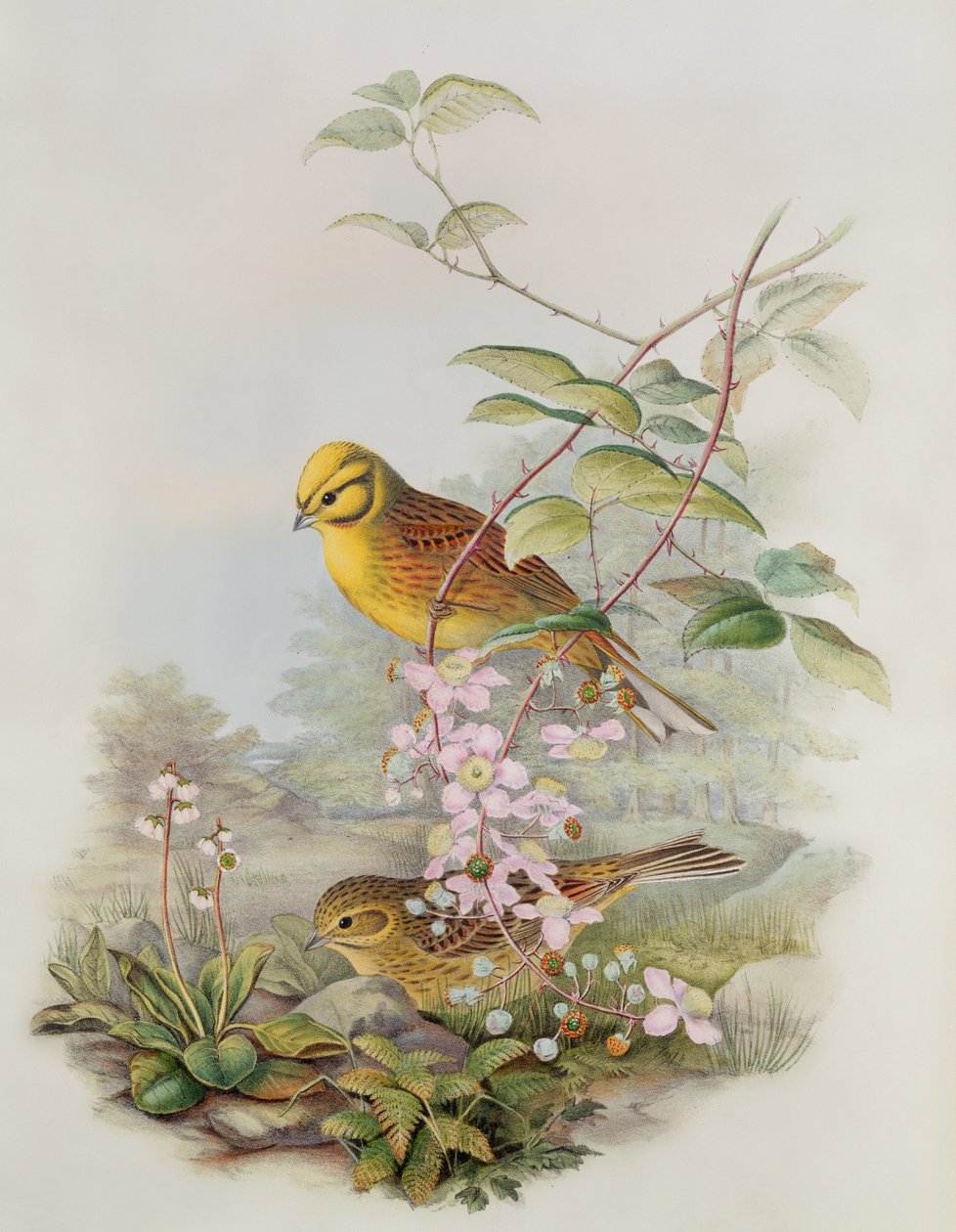 Keltainen vasara, 1873 (kynä, wc paperilla) tekijältä John Gould