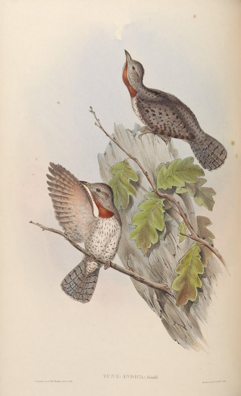 Yunx indica = Jynx ruficollis (syn. J. pectoralis ) tekijältä John Gould