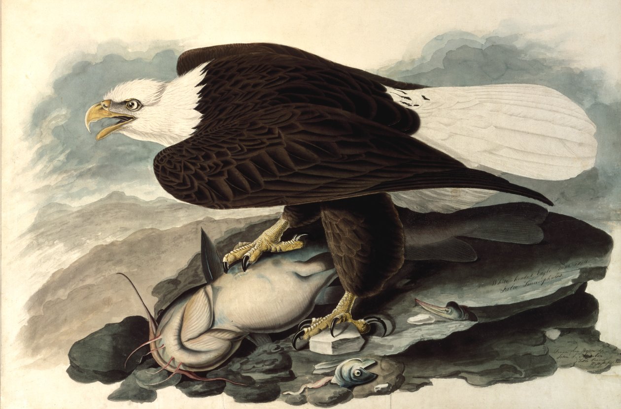 Kalju kotka, 1828 (wc, pastelli ja grafiitti paperille) tekijältä John James Audubon