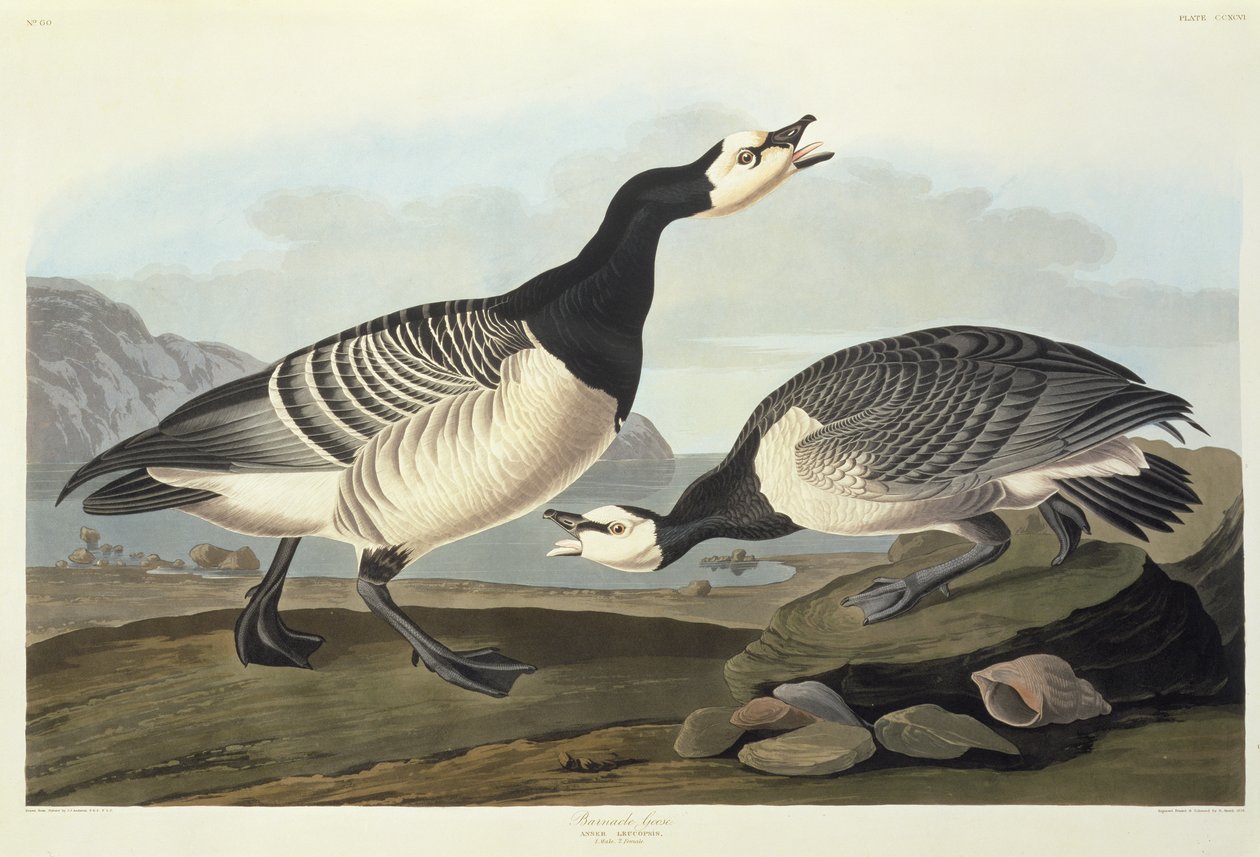 Valkoinen hanhet tekijältä John James Audubon