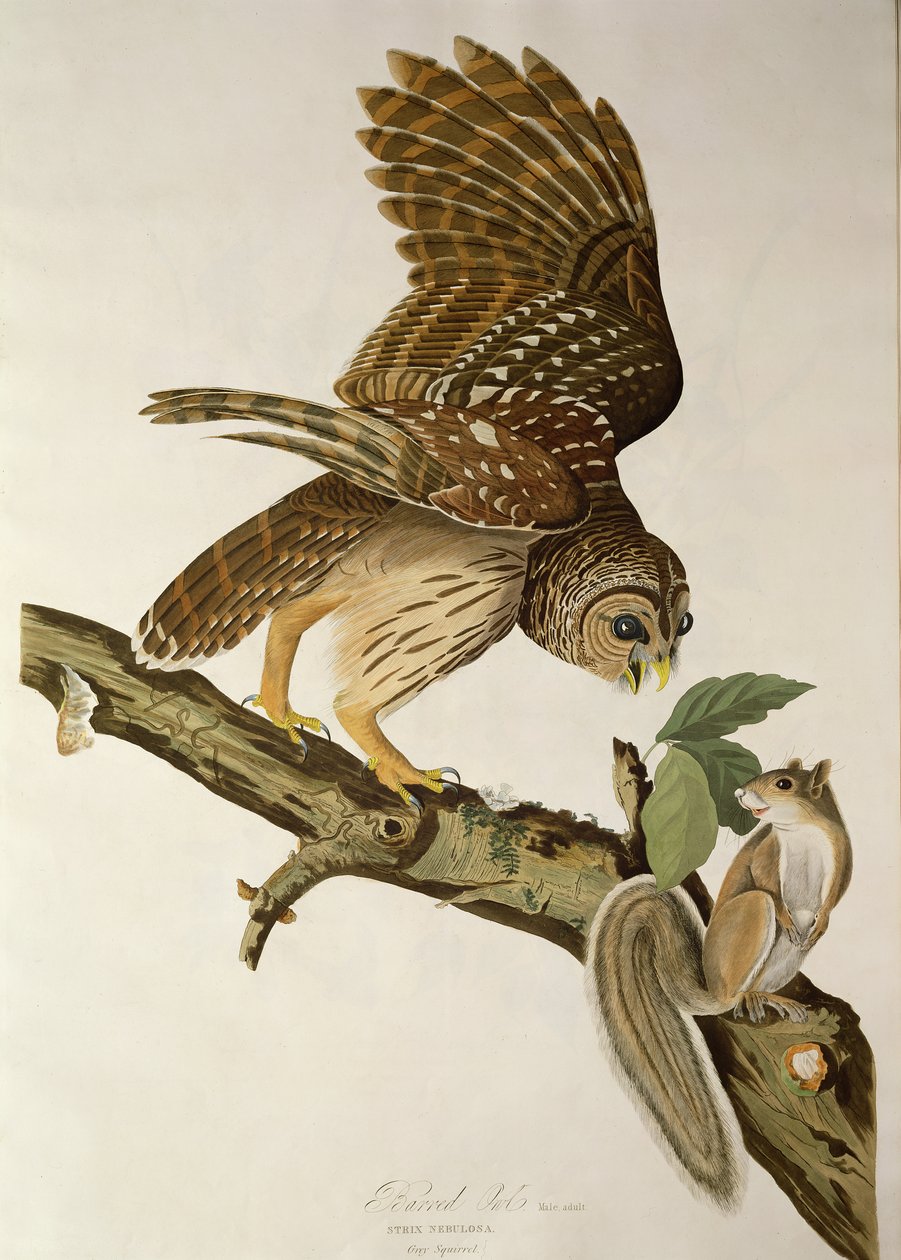 Barred Owl, "Birds of America" tekijältä John James Audubon