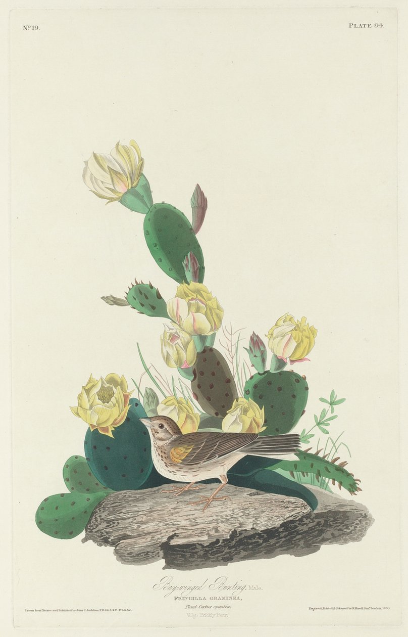Pikkulepinkäinen, 1830 tekijältä John James Audubon