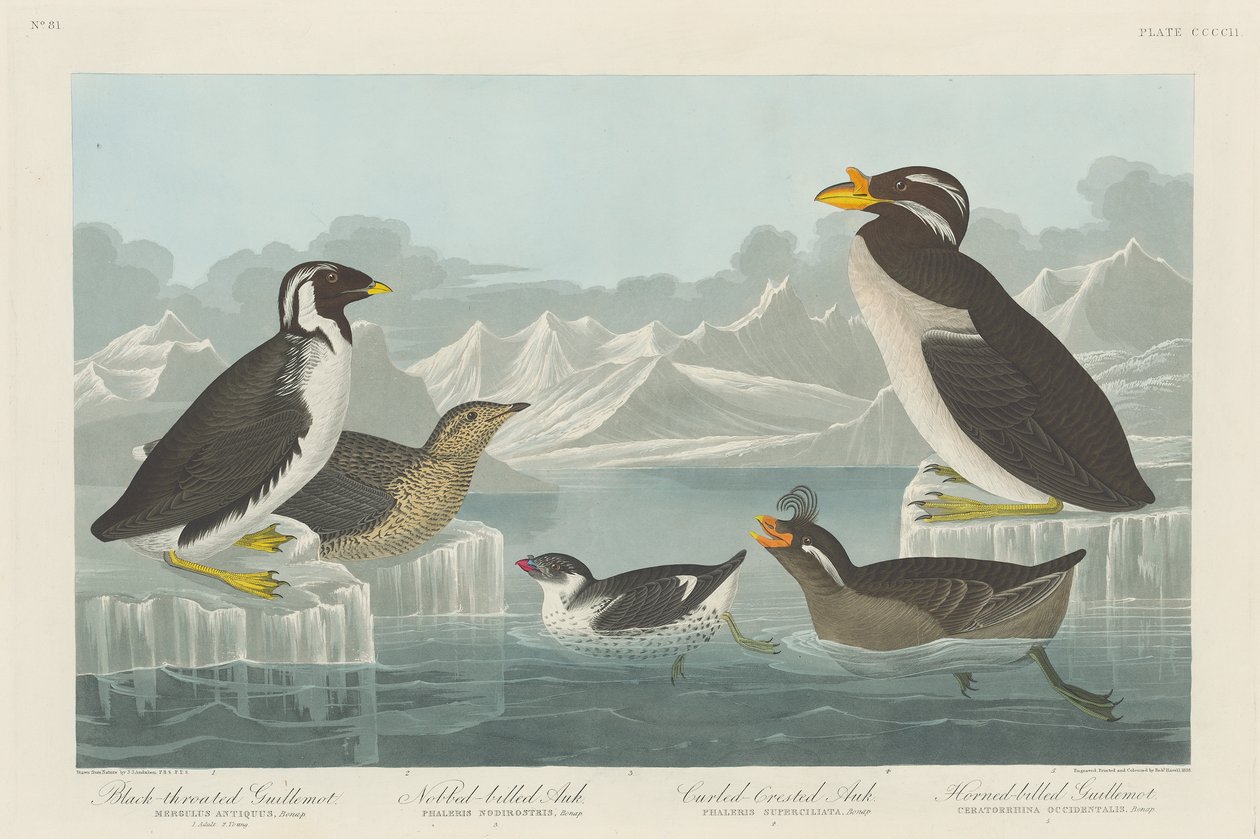 Mustakurkku-uikku, nokikana, kiharapääluikka ja sarvipääluikkarn1838 tekijältä John James Audubon