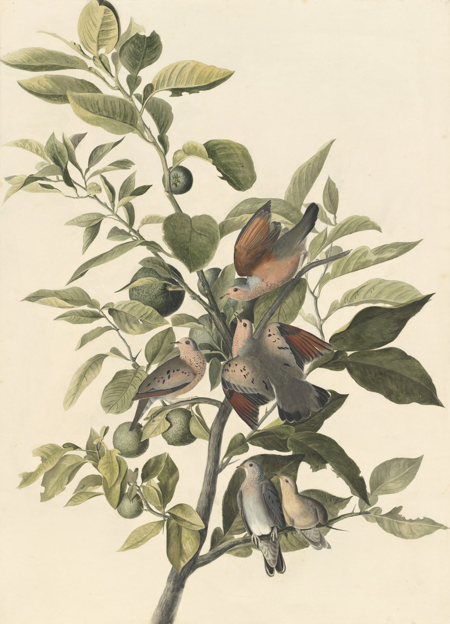 Common Ground Dove (kynä ja wc paperilla) tekijältä John James Audubon