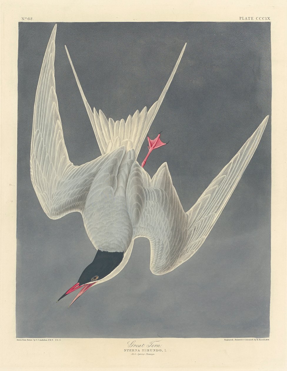 Isotiira, 1836 tekijältä John James Audubon