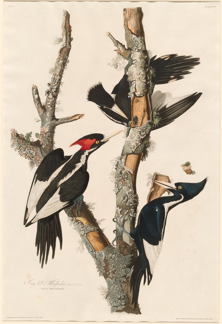 Norsunluunsarvitikka, 1829 tekijältä John James Audubon