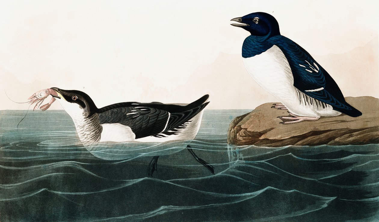 Little Auk, Uria Alle, John J. Audubonin elokuvasta The Birds of America, pub. 1827-38 (käsinvärinen kaiverrus) tekijältä John James Audubon