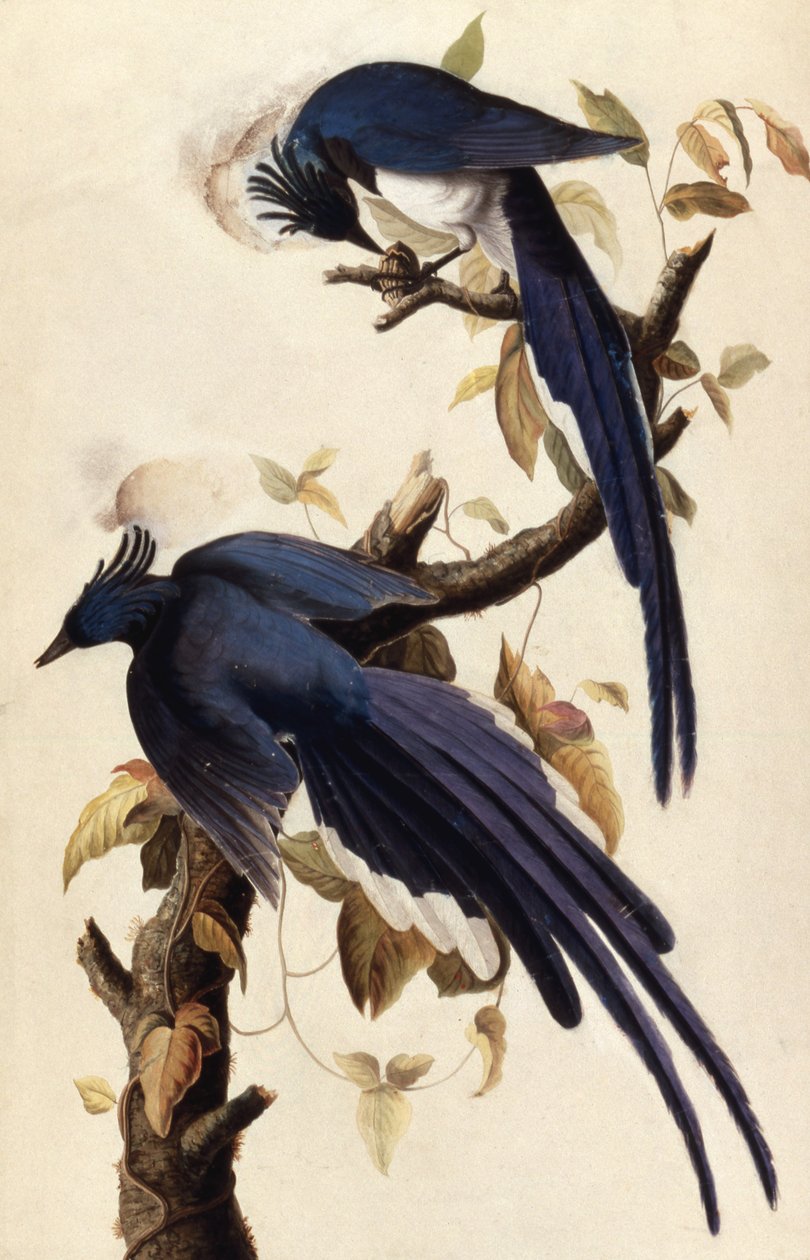 Harakka Jay, 1829 (wc, kollaasi ja grafiitti paperille) tekijältä John James Audubon