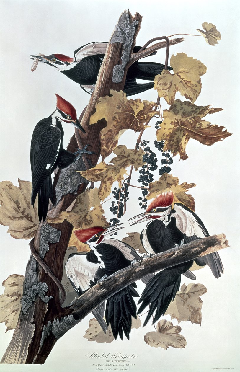 Pileated Woodpeckers tekijältä John James Audubon
