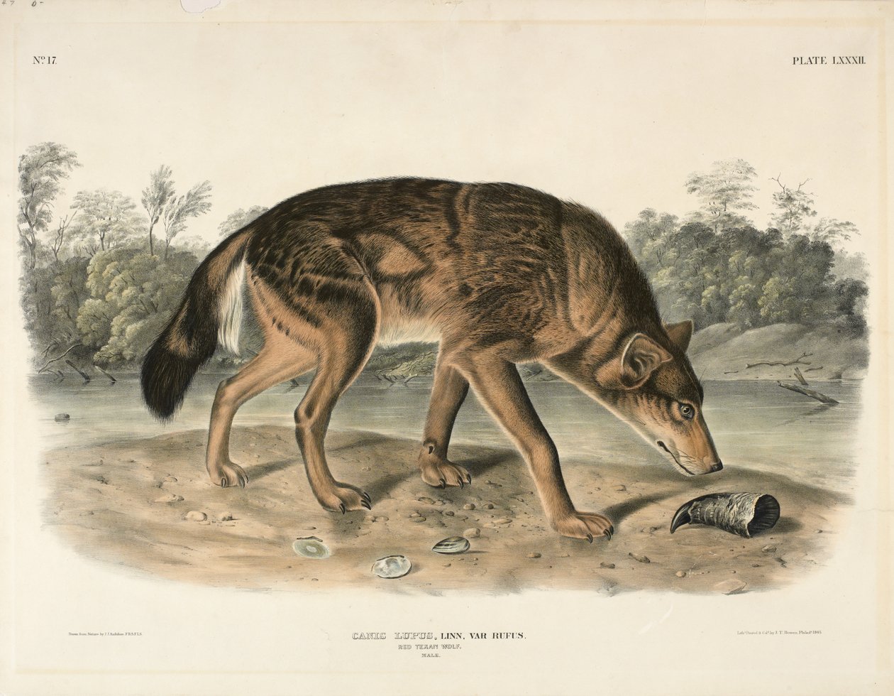 Red Texan Wolf (Canis Lupus), 1845 (käsinvärinen litografia) tekijältä John James Audubon