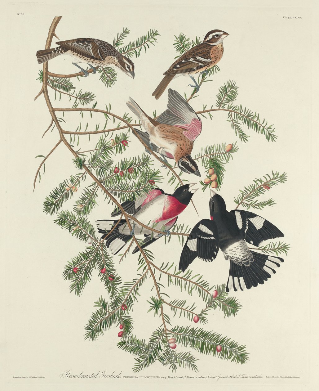 Ruusurintainen kyyhkynen, 1832 tekijältä John James Audubon
