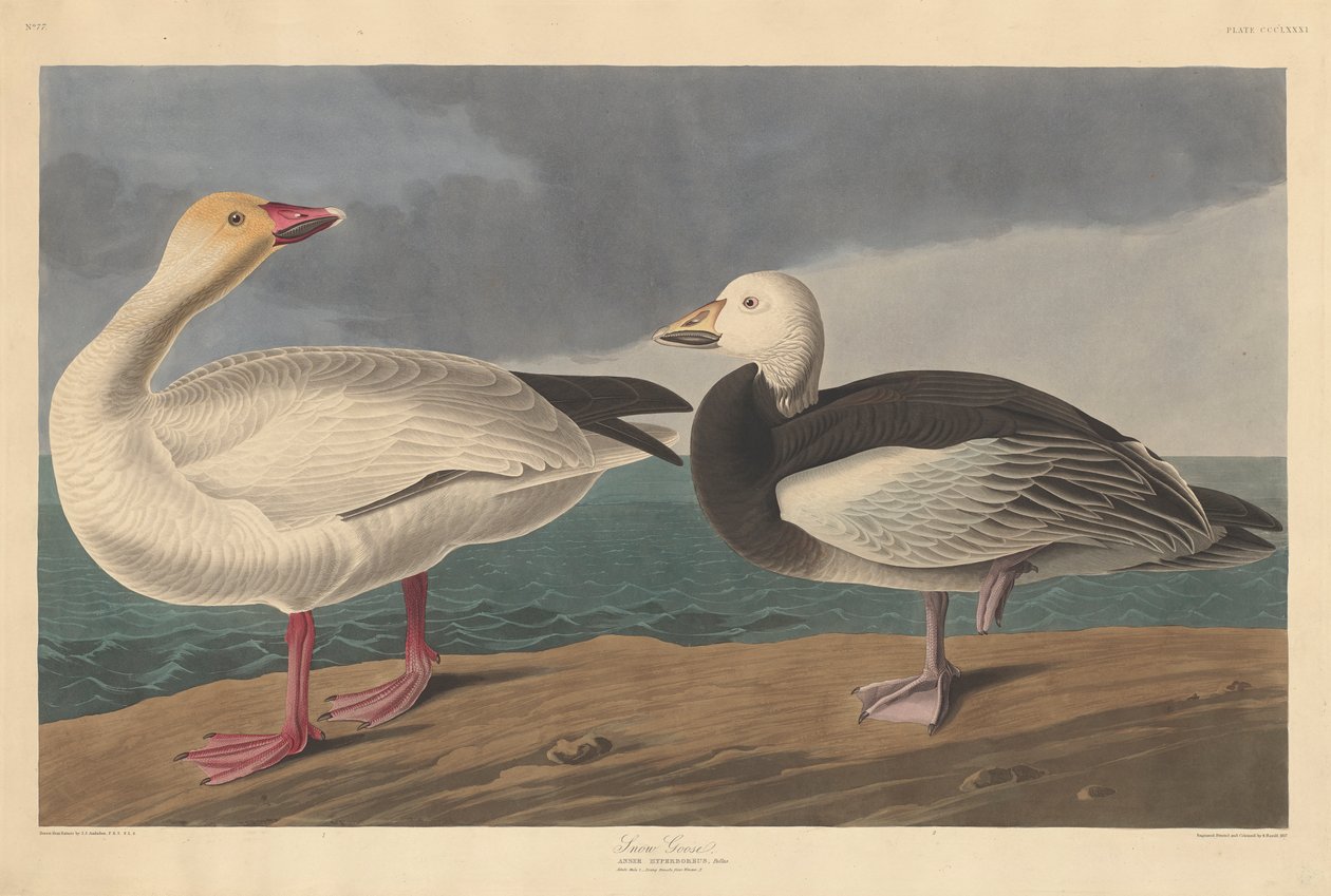 Lumihanhi, 1837 tekijältä John James Audubon
