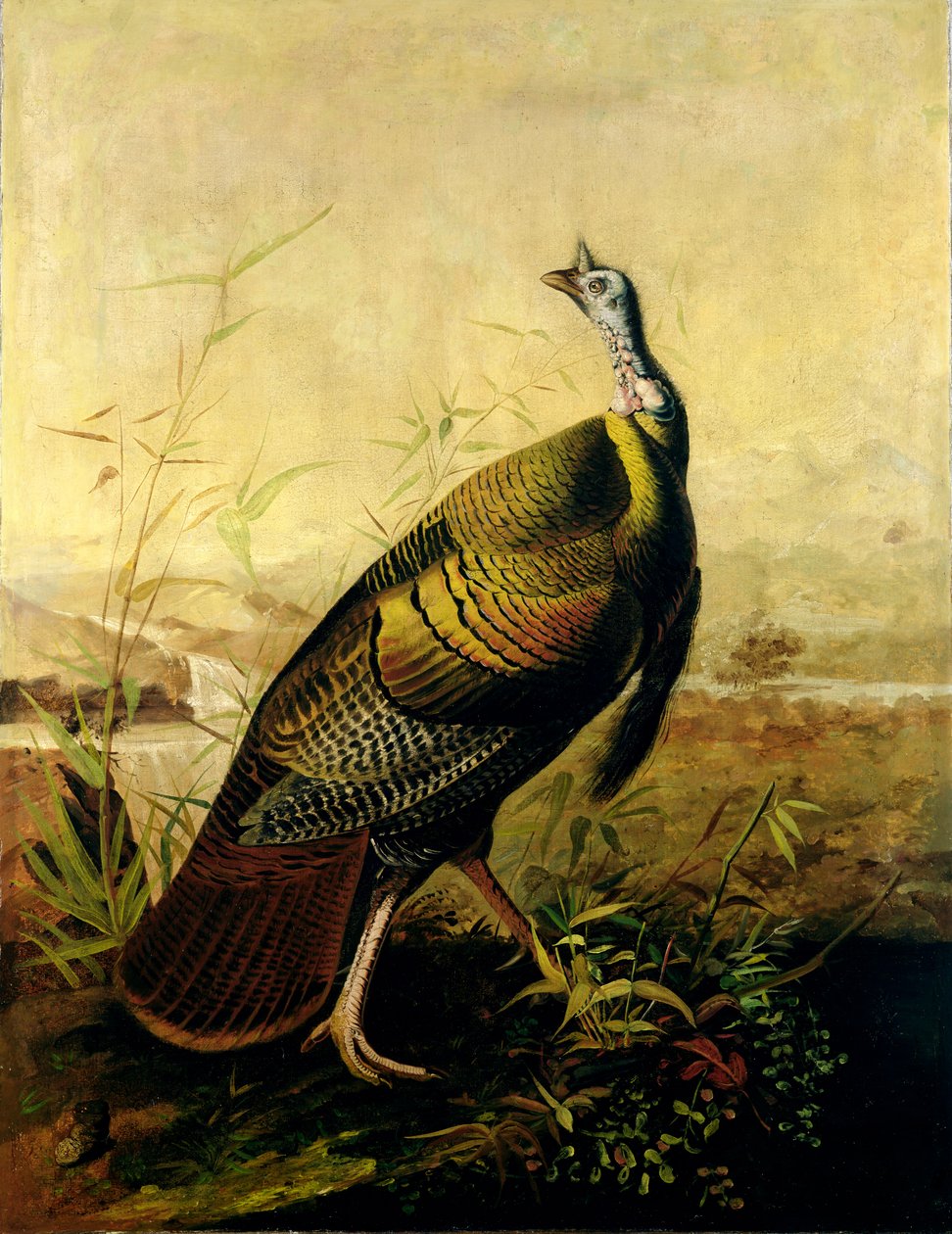 Amerikkalainen villi kalkkunakukko tekijältä John James Audubon