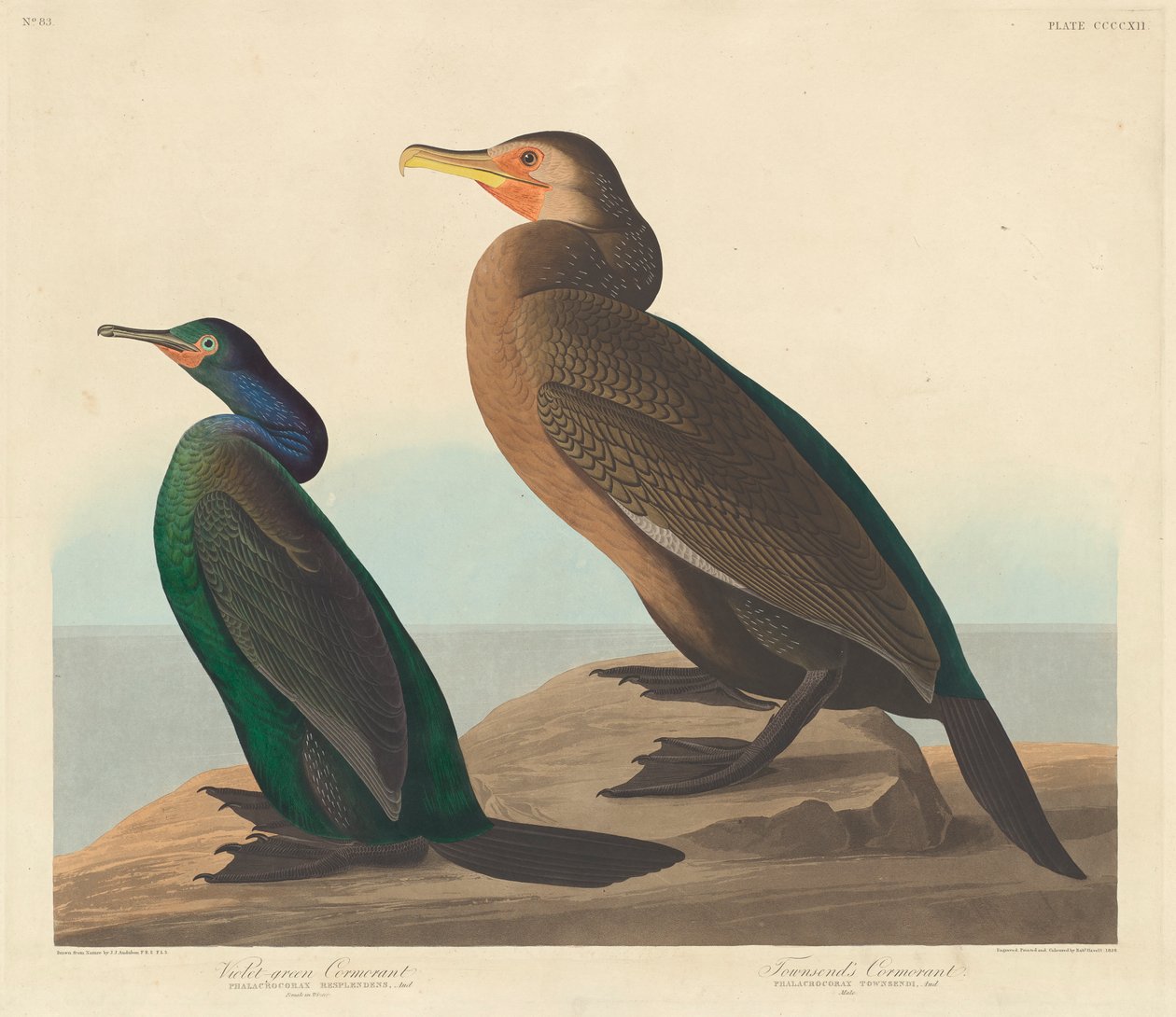 Violetinvihreä merimetso ja Townsendsin merimetso, 1838 tekijältä John James Audubon