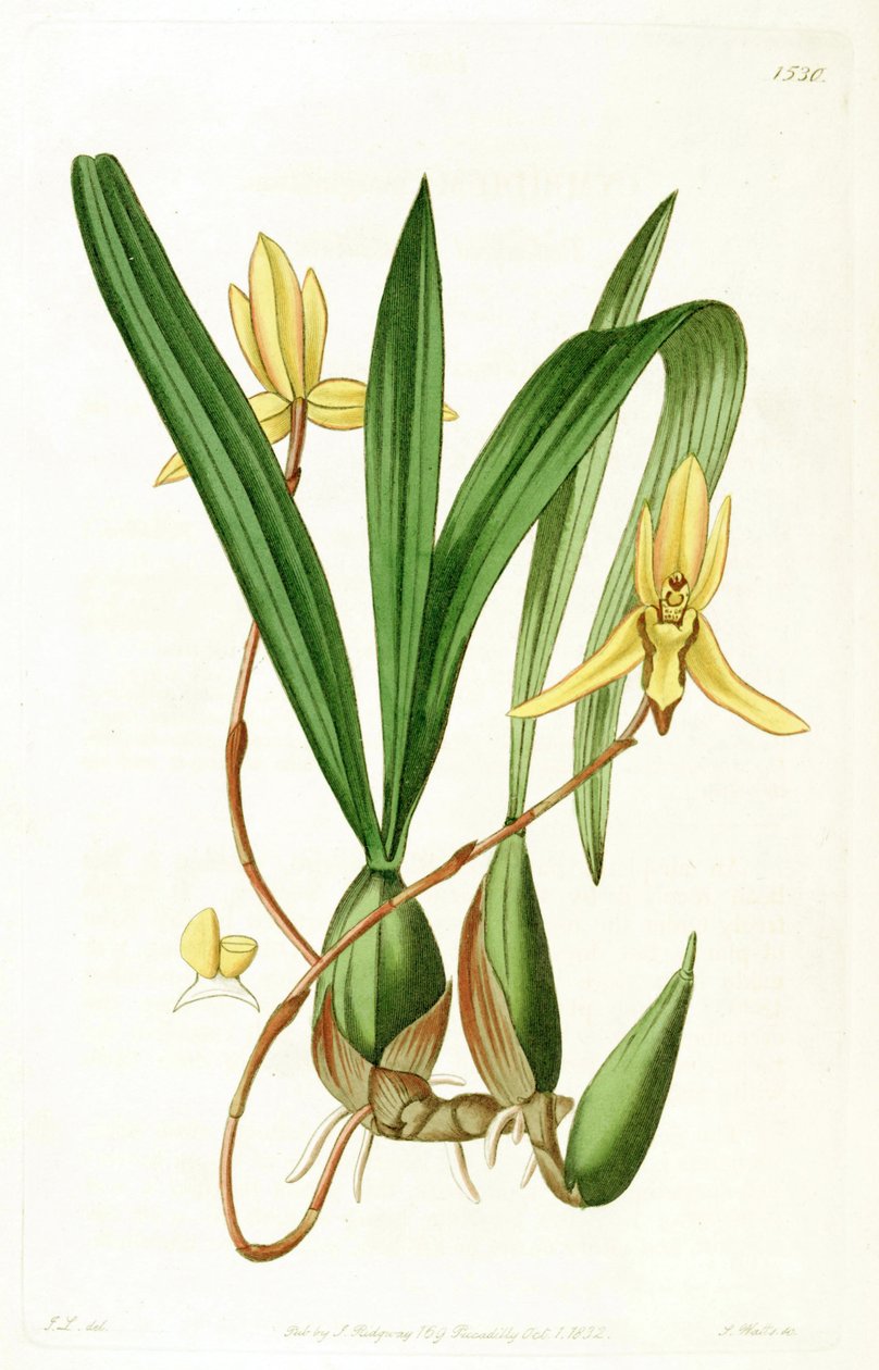 Brasiliorchis marginata (syn. Cymbidium marginatum) tekijältä John Lindley