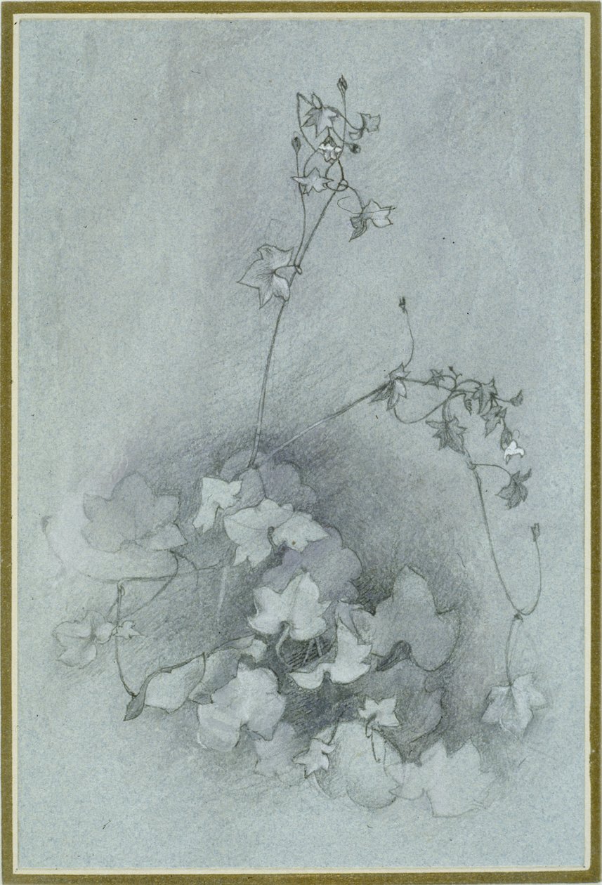 Ivy-Leaved Toadflax (