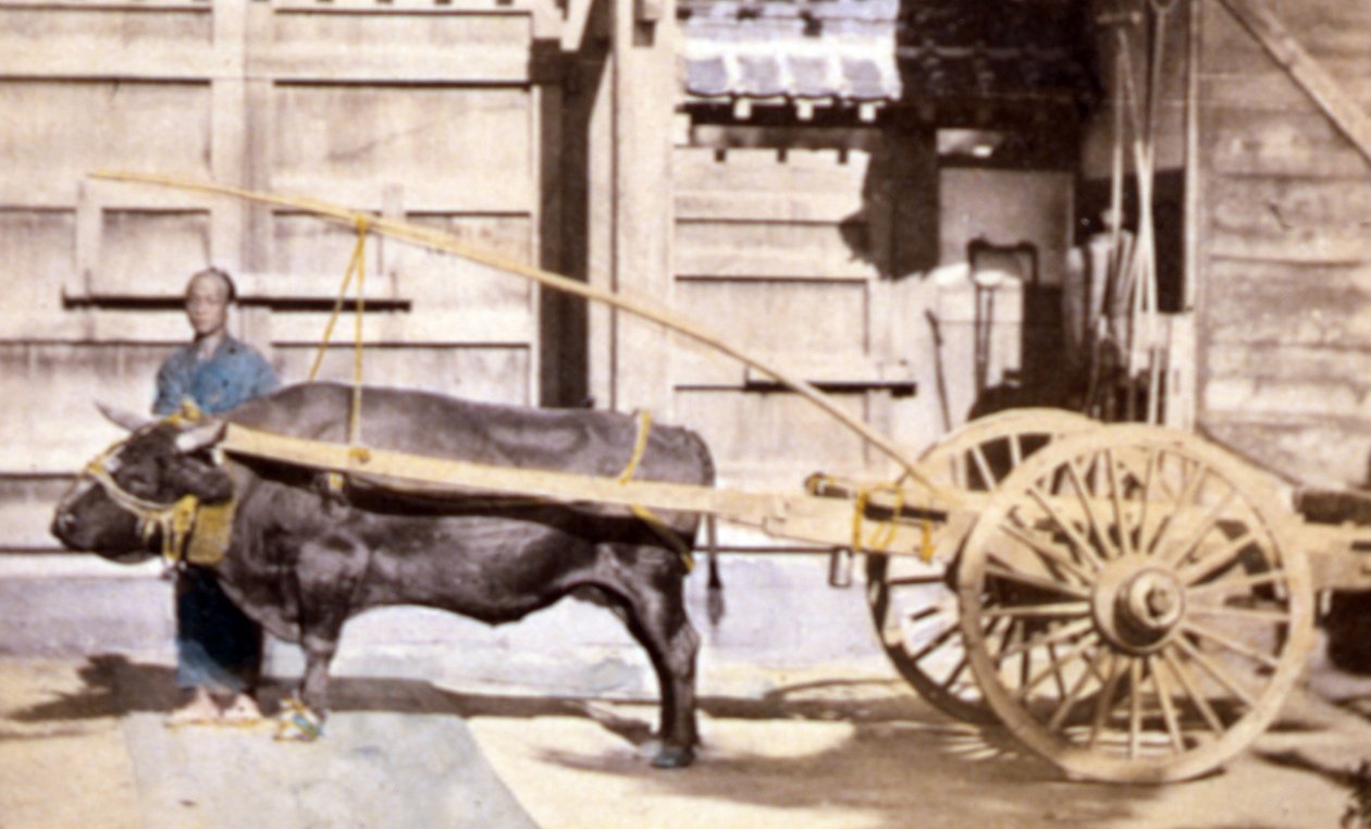 Kiinalainen mies vaunujen ja härän kanssa, 1890 (käsivärikuvattu valokuva). tekijältä John Thomson