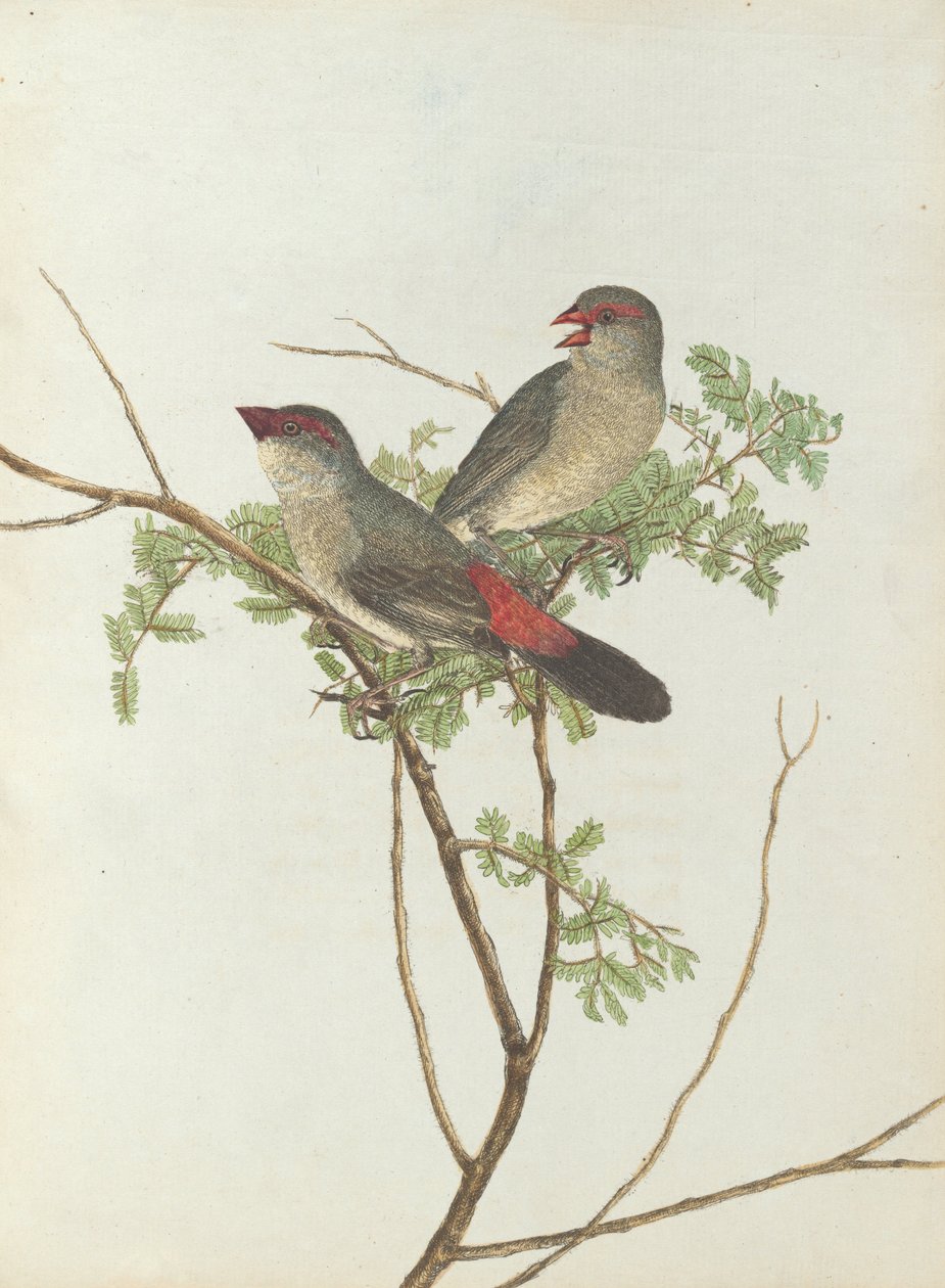 Lewin, John. Uuden Etelä -Walesin linnut luonnonhistoriansa kanssa. Sydney- G.Howe, ... tekijältä John William Lewin