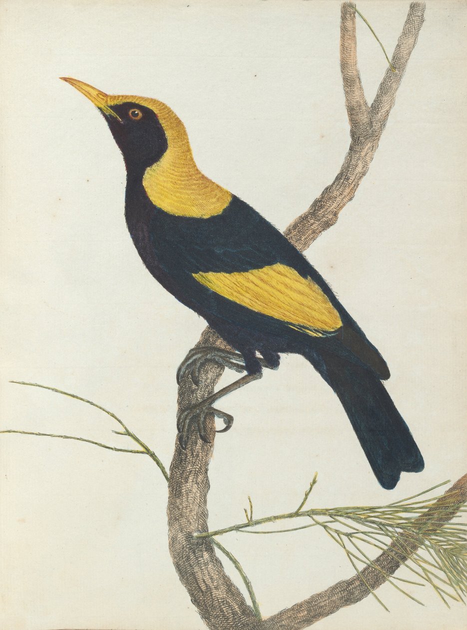 King Honeysucker.Lewin, John. Uuden Etelä -Walesin linnut luonnonhistoriansa kanssa. Sydney- G.Howe, ... tekijältä John William Lewin