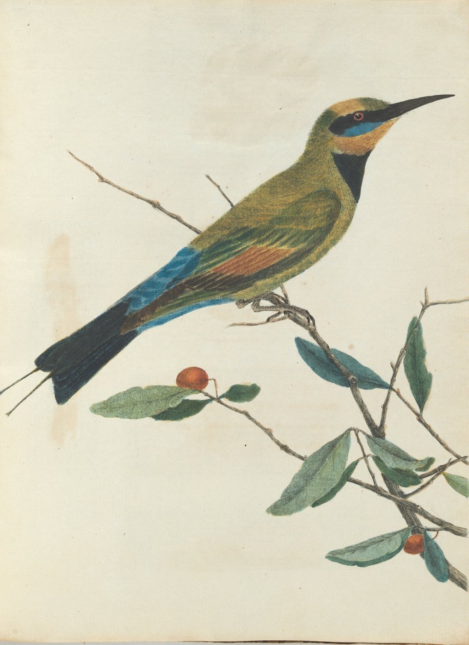 Levin, John. Uuden Etelä -Walesin linnut luonnonhistoriansa kanssa. Sydney- G.Howe ... tekijältä John William Lewin