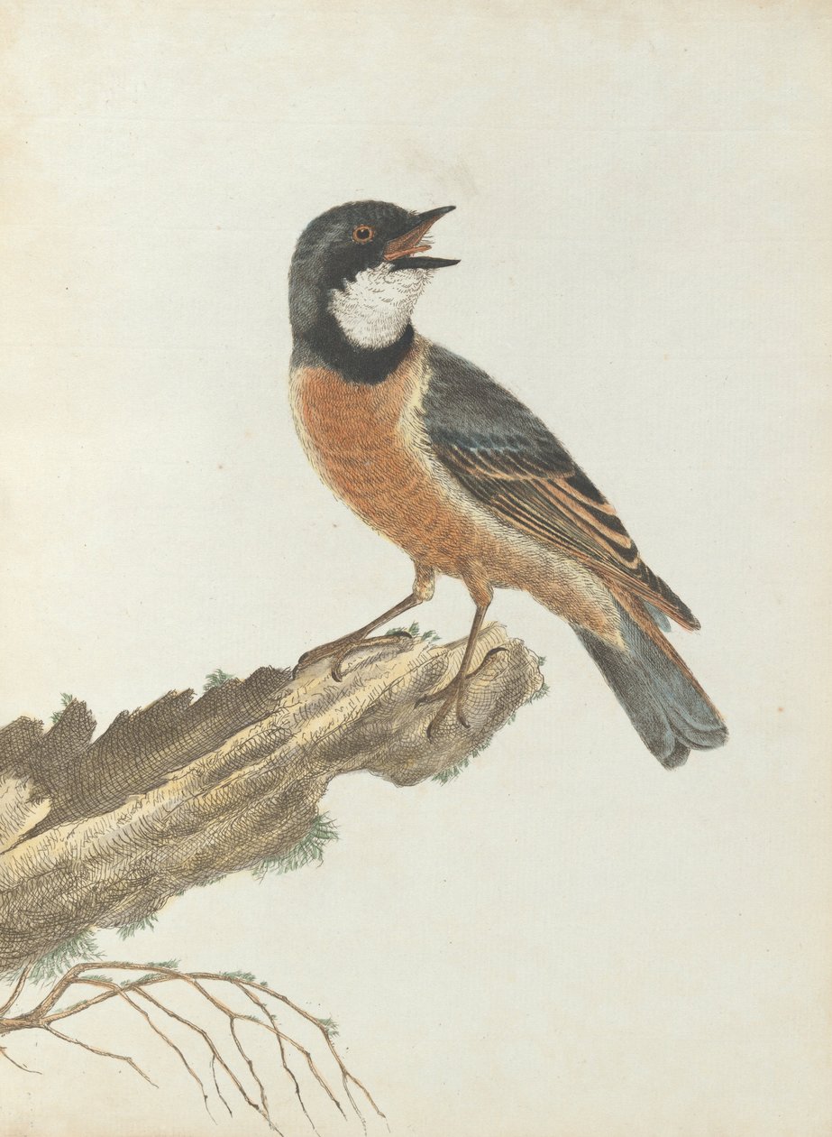 Oranssi rintakihara.Lewin, John. Birds of New South Wales with their natural history. Sydney- G. Ho... tekijältä John William Lewin