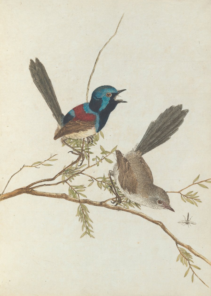 Lewin, John. Uuden Etelä -Walesin linnut luonnonhistoriansa kanssa. Sydney- G.Howe ... tekijältä John William Lewin