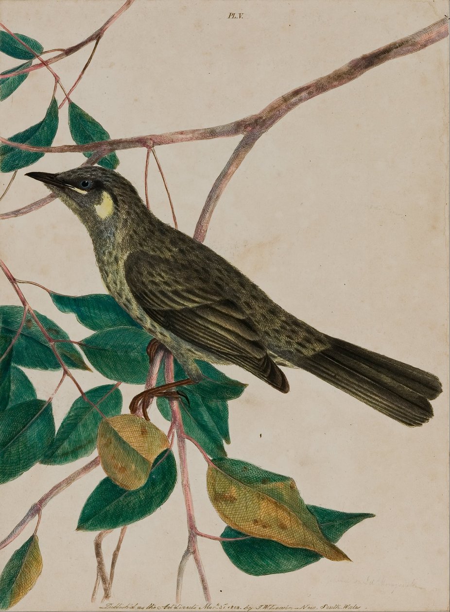 Keltakorvainen hunaja (Meliphaga chrysotis) tekijältä John William Lewin