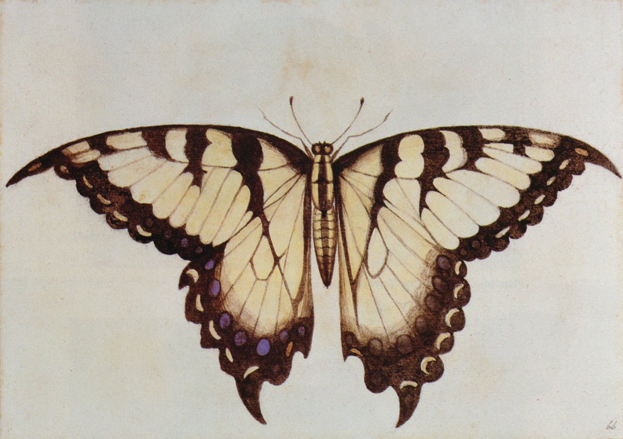 Swallow-häntäperhonen (litografia) tekijältä John White