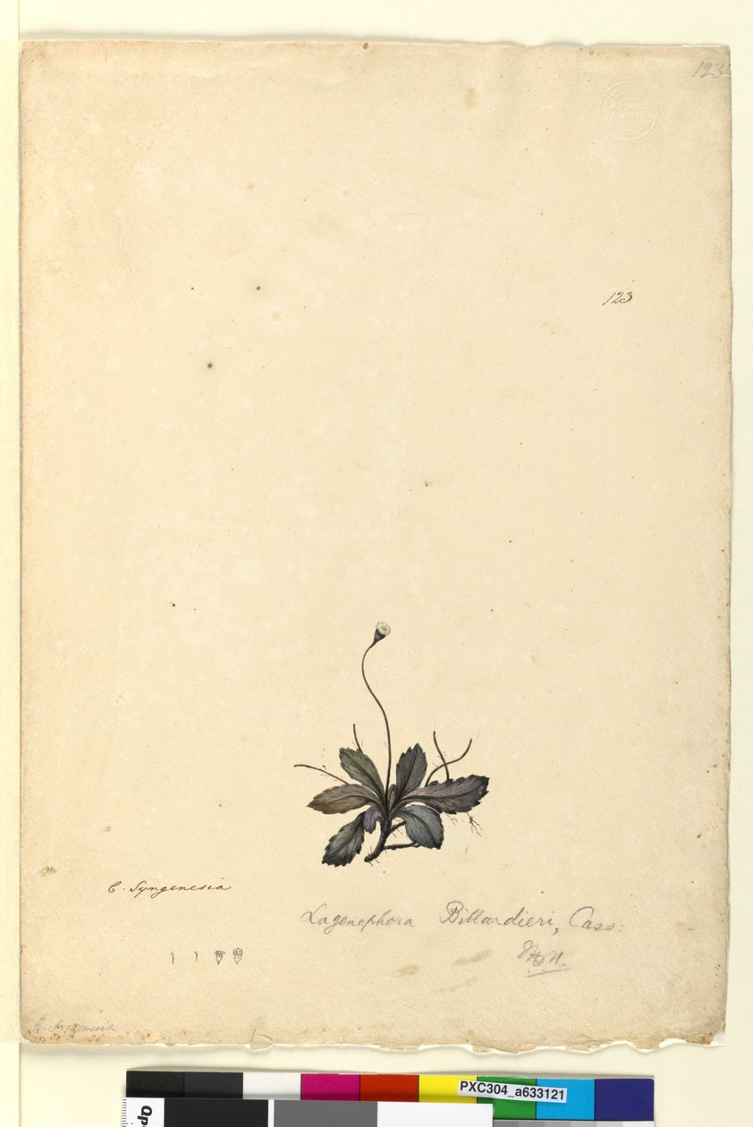 Sivu 123. Lagenophora billardieriLagenophora gracilis, noin 1803-06 (wc, kynä, muste ja lyijykynä). tekijältä John William Lewin