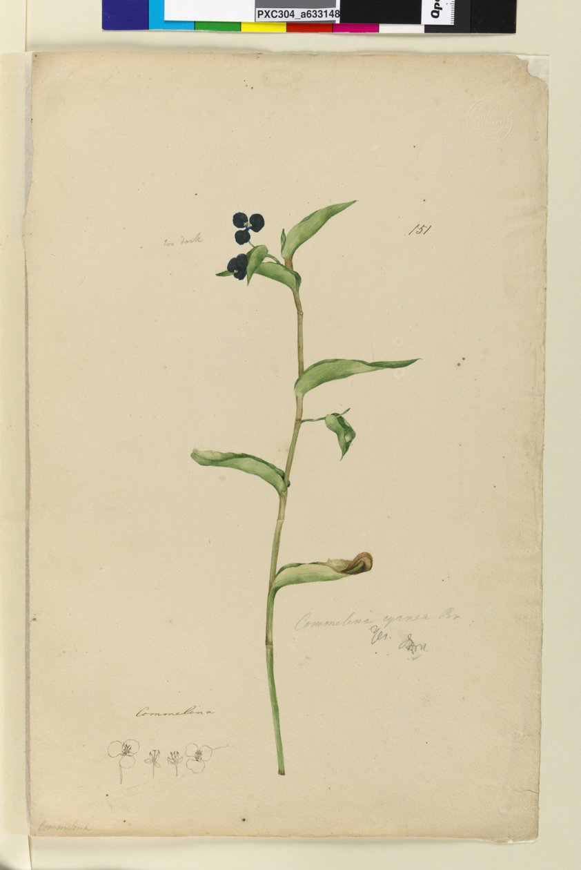 Sivu 151. Commelina cyanae, noin 1803-06 (wc, kynä, muste ja lyijykynä). tekijältä John William Lewin