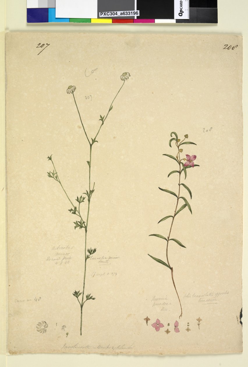 Sivu 207. Actinotus minor; 208. Boronia paradoxa, noin 1803-06 (wc, kynä, muste ja lyijykynä). tekijältä John William Lewin
