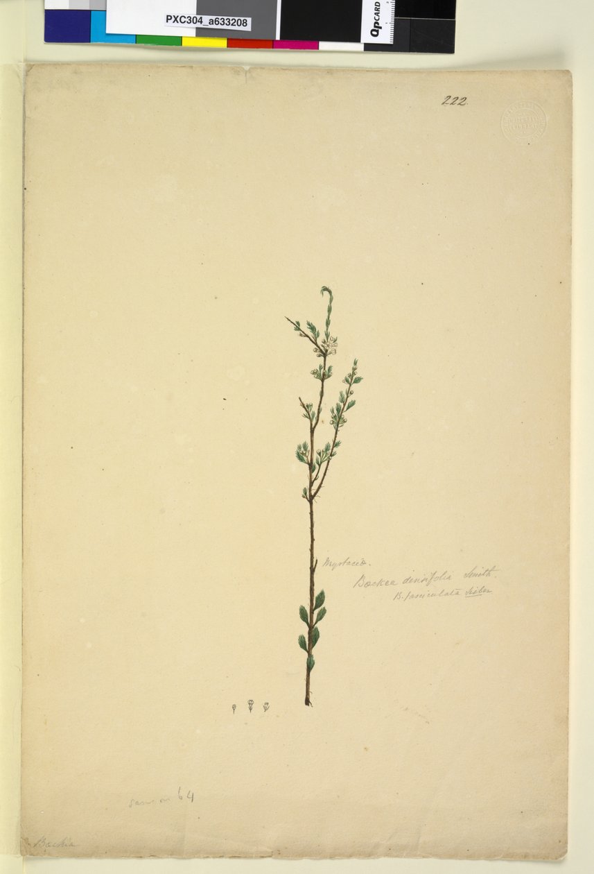 Sivu 222. Baeckea densifolia, noin 1803-06 (wc, kynä, muste ja lyijykynä). tekijältä John William Lewin