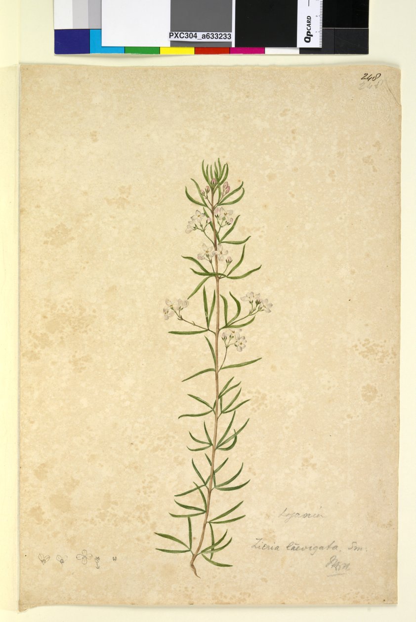 Sivu 248. Zieria laevigata, noin 1803-06 (wc, kynä, muste ja lyijykynä). tekijältä John William Lewin