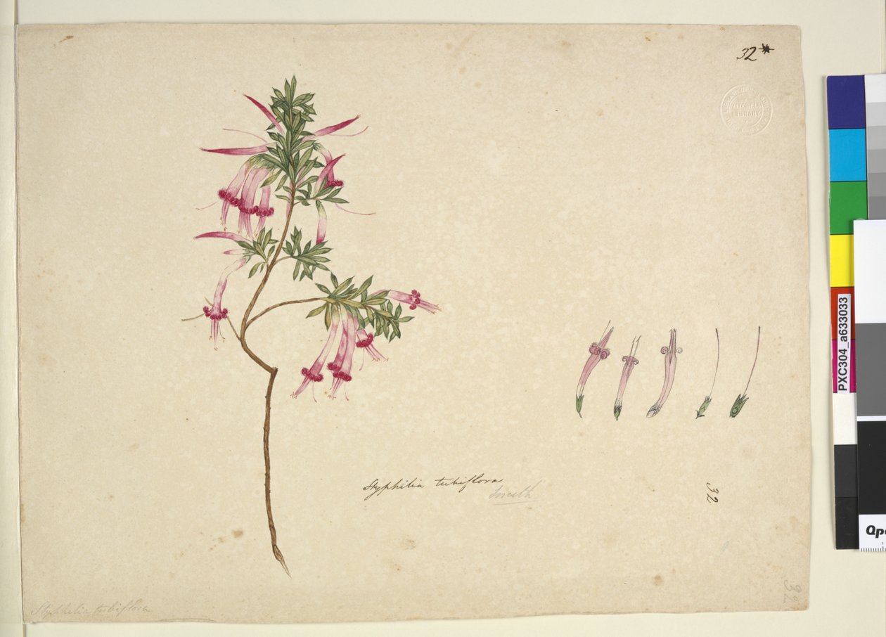 Sivu 32. Styphelia tubiflora, noin 1803-06 (wc, kynä, muste ja lyijykynä). tekijältä John William Lewin