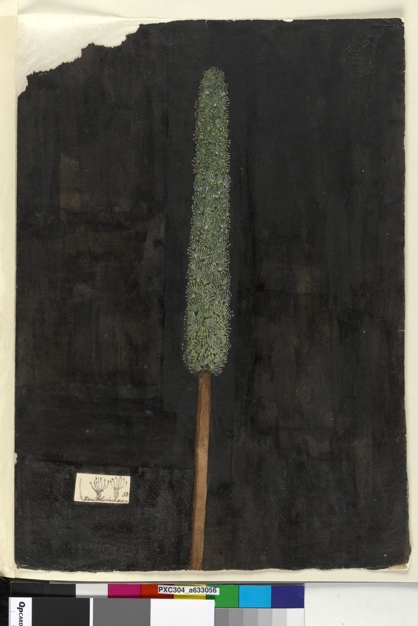 Sivu 56. Xanthorrhoea, noin 1803-06 (wc, kynä, muste ja lyijykynä). tekijältä John William Lewin
