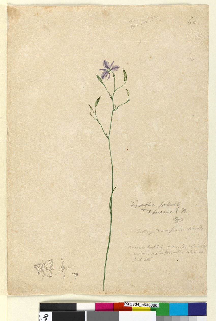 Sivu 60. Thysanotus tuberosus, noin 1803-06 (wc, kynä, muste ja lyijykynä). tekijältä John William Lewin
