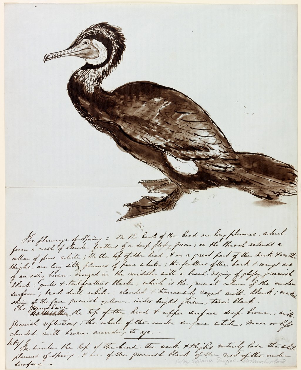 Merimetso (muste paperille) tekijältä John Wilson Carmichael
