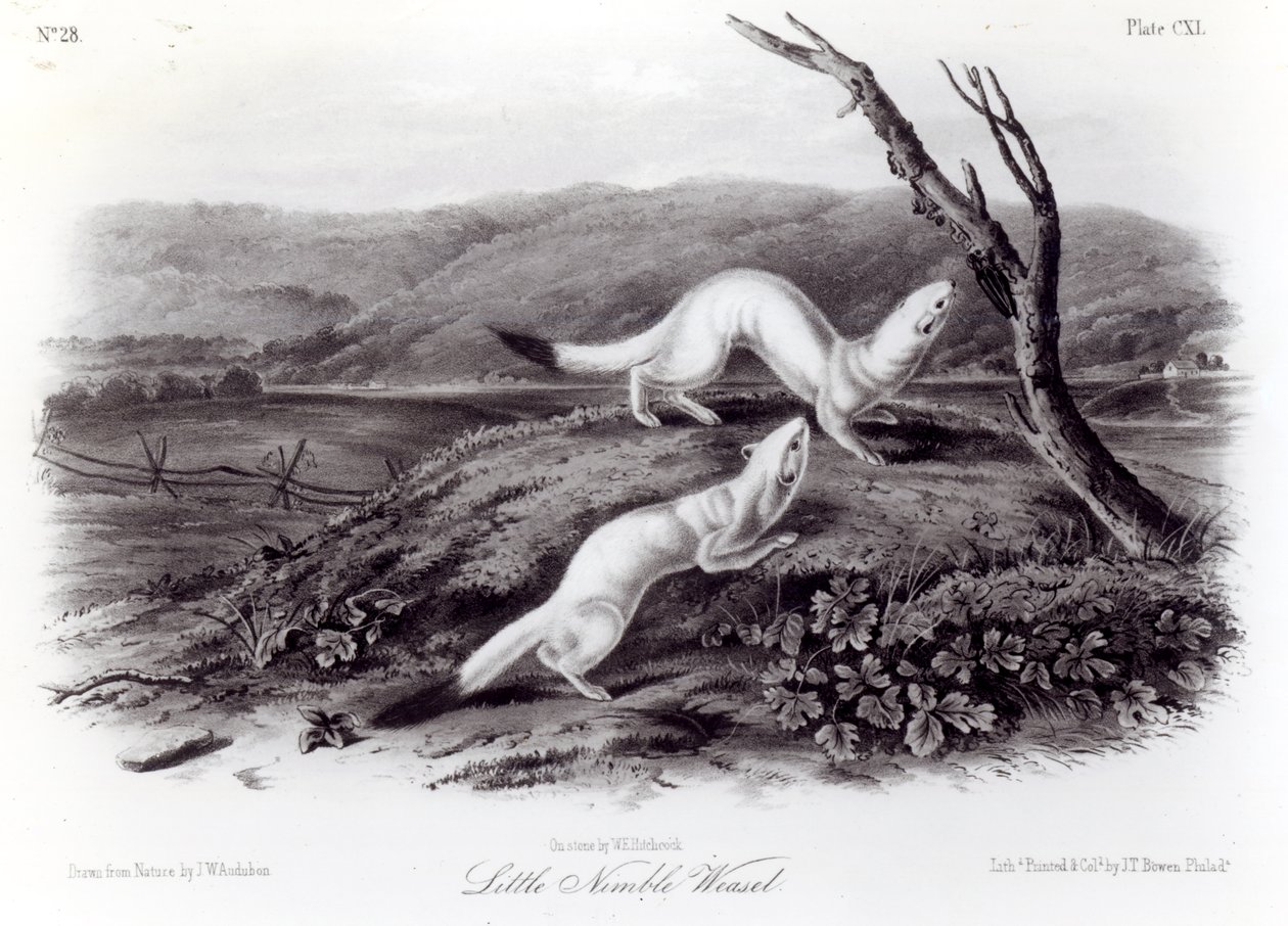 Pikku ketterä lumikko tekijältä John Woodhouse Audubon