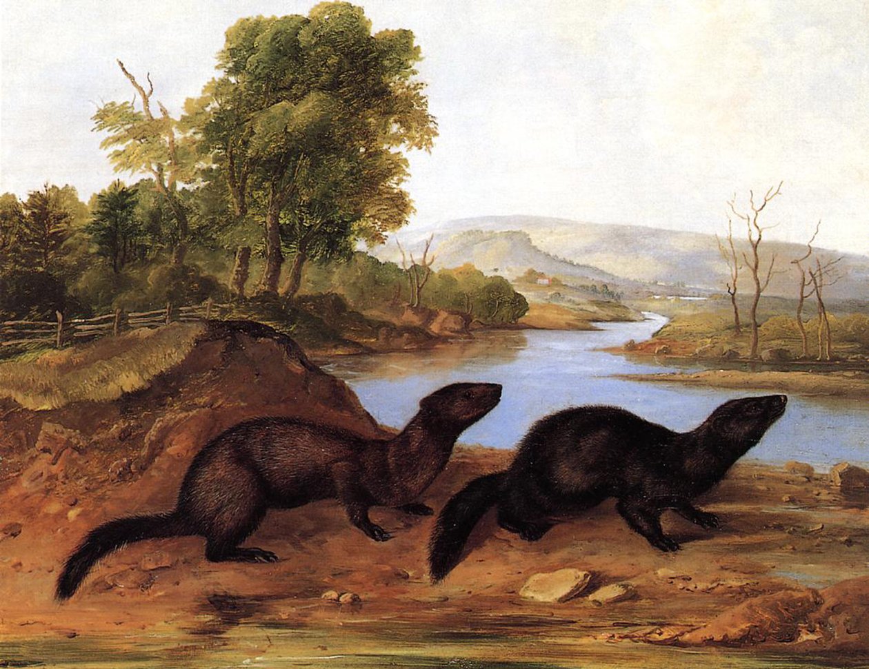 Minks, n. 1848 tekijältä John Woodhouse Audubon