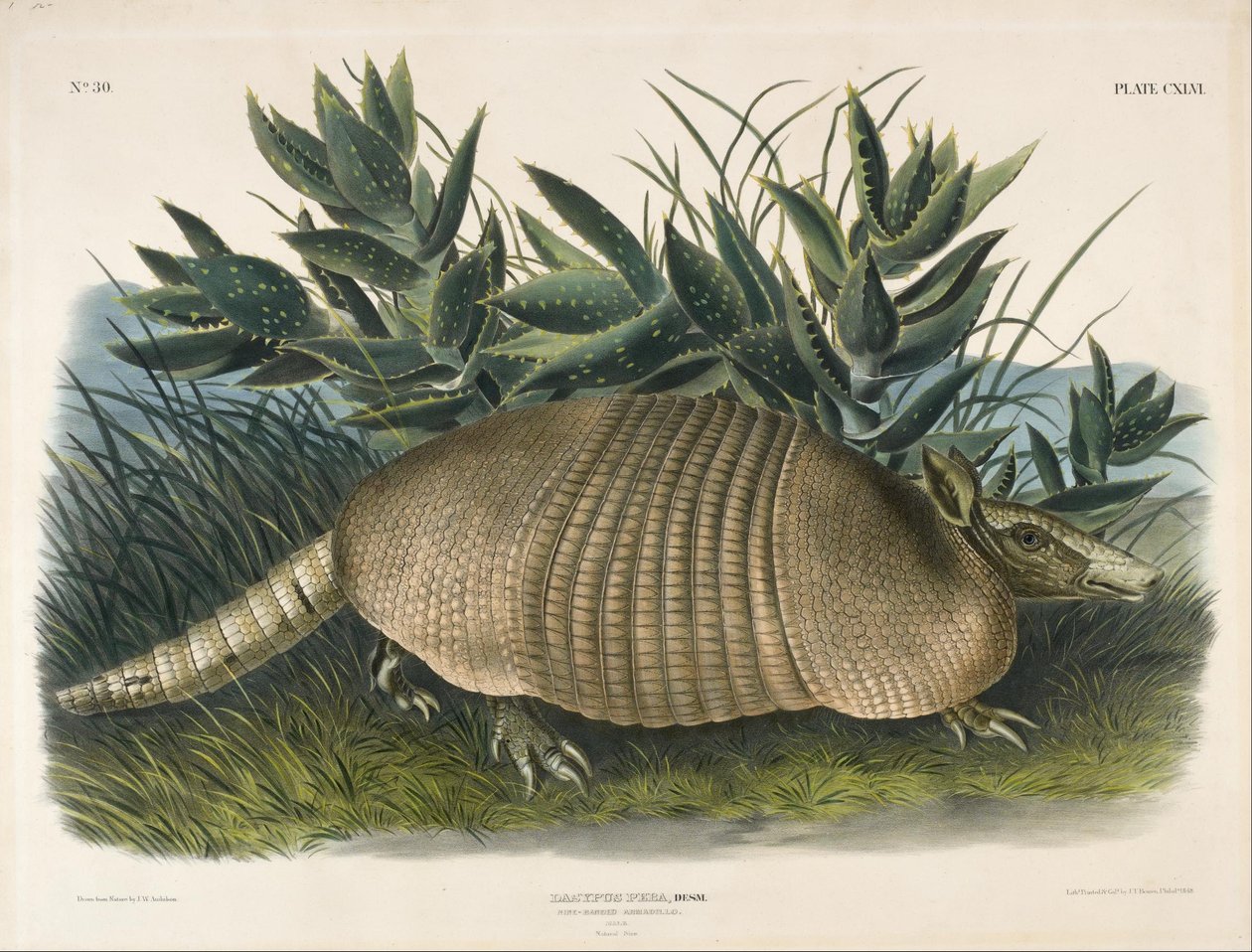 Yhdeksännauhainen harmaasukka (Dasypus Peba) tekijältä John Woodhouse Audubon