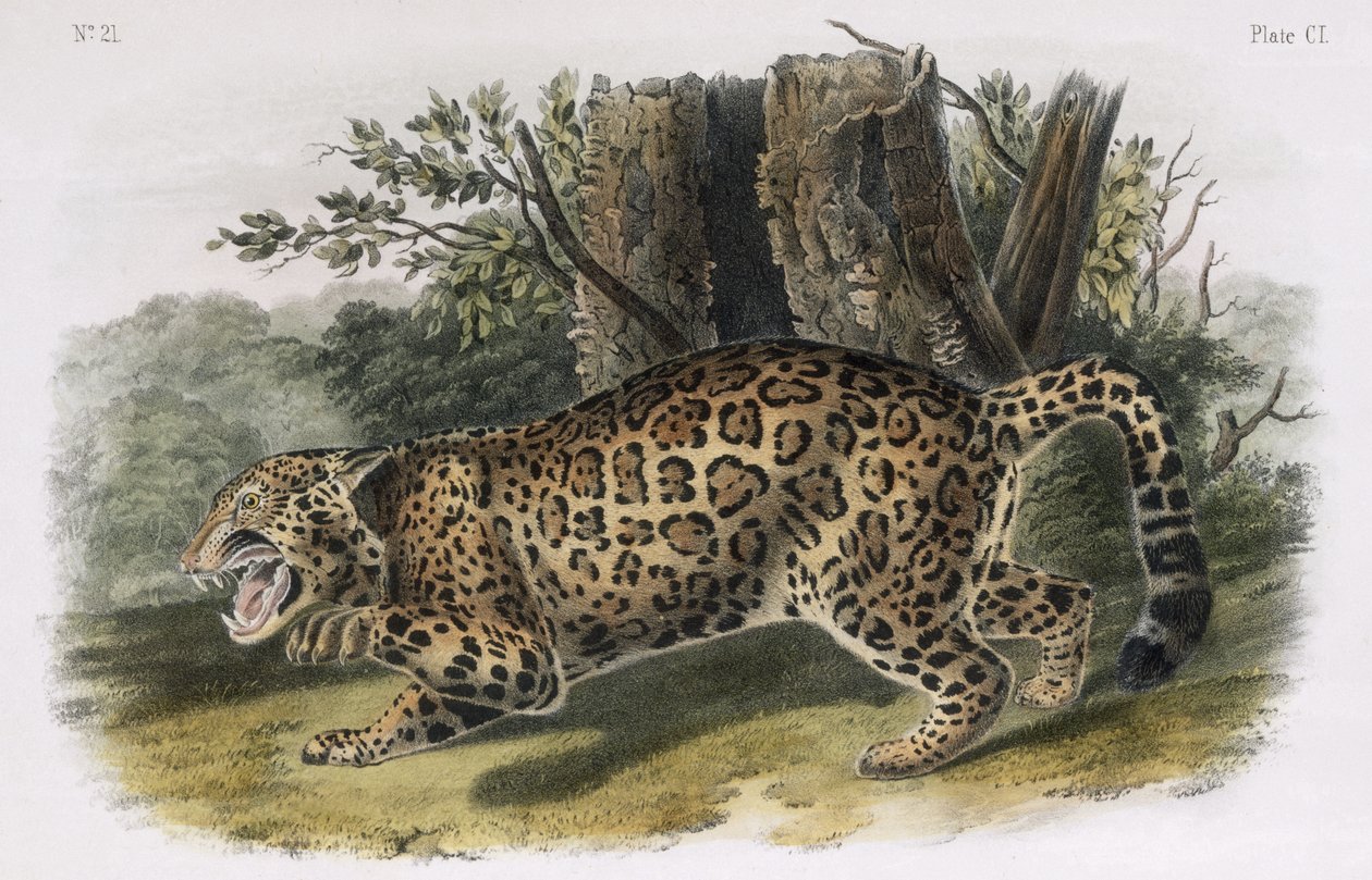 Jaguar, levy 101 