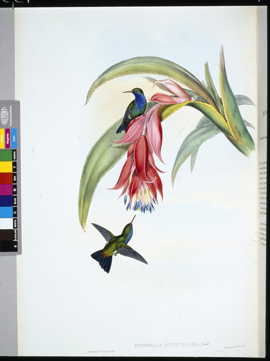Sinirintainen safiiri (Eucephala Hypocyanea) (käsinvärinen lito) tekijältä John (after) Gould