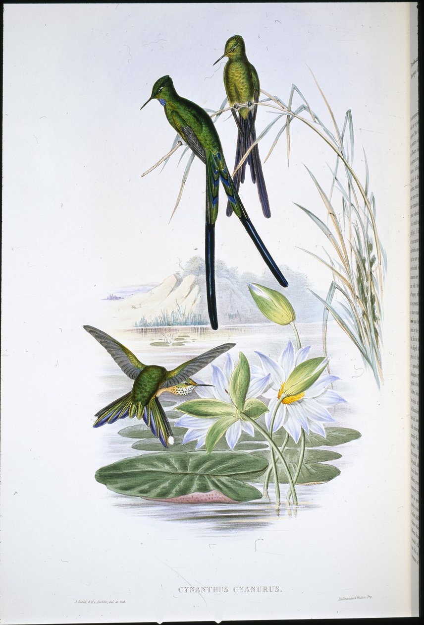 Blue-tailed Sylph (Cynanthus Cyanurus) (käsinvärinen lito) tekijältä John (after) Gould