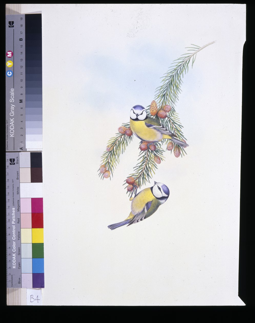 Sinitiainen (Parus Caeruleus) (käsinvärinen litho) tekijältä John (after) Gould