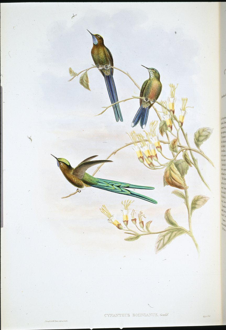 Bolivian sylfi (Cynanthus Bolivianus) (käsinvärinen lito) tekijältä John (after) Gould