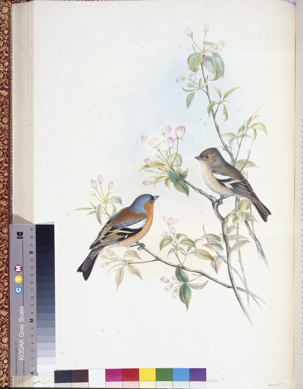 Peppusu (Fringilla Caelebs) (käsinväriset jäsenet) tekijältä John (after) Gould